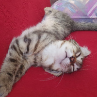 Sarman, Kedi  Şila fotoğrafı