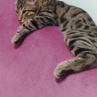 Sarman, Kedi  Şila fotoğrafı