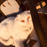 Scottish Fold, Kedi  Yumuş fotoğrafı