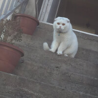 Scottish Fold, Kedi  Yumuş fotoğrafı