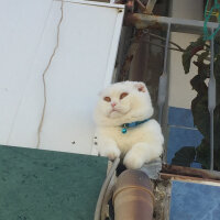 Scottish Fold, Kedi  Yumuş fotoğrafı