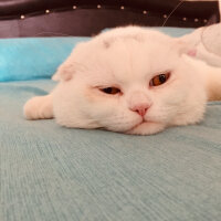 Scottish Fold, Kedi  Yumuş fotoğrafı