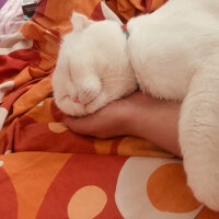 Scottish Fold, Kedi  Yumuş fotoğrafı