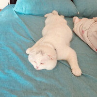 Scottish Fold, Kedi  Yumuş fotoğrafı