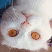 Scottish Fold, Kedi  Yumuş fotoğrafı