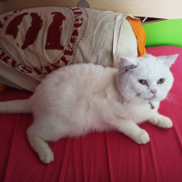 British Shorthair, Kedi  Bulut fotoğrafı