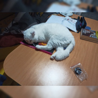British Shorthair, Kedi  Bulut fotoğrafı
