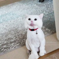 British Shorthair, Kedi  Bulut fotoğrafı
