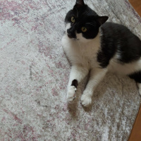 Tuxedo (Smokin) Kedi, Kedi  Memati fotoğrafı