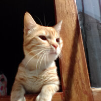 Soke, Kedi  Ginger fotoğrafı