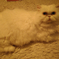 İran Kedisi (Persian), Kedi  Pamuk fotoğrafı