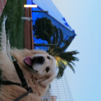 Golden Retriever, Köpek  Güneş fotoğrafı