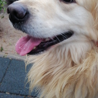 Golden Retriever, Köpek  Güneş fotoğrafı
