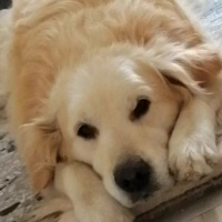 Golden Retriever, Köpek  Güneş fotoğrafı