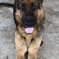 Alman Çoban Köpeği, Köpek  Atlas fotoğrafı