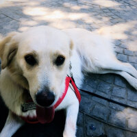 Golden Retriever, Köpek  Leydi fotoğrafı