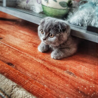 Scottish Fold, Kedi  duman fotoğrafı