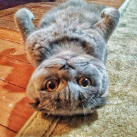 Scottish Fold, Kedi  duman fotoğrafı