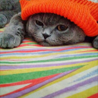 Scottish Fold, Kedi  duman fotoğrafı