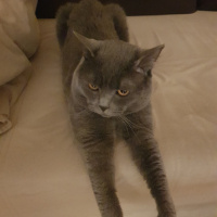 British Shorthair, Kedi  Barni fotoğrafı