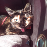 Tekir Kedi, Kedi  Lola fotoğrafı