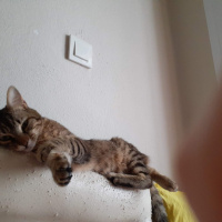 Tekir Kedi, Kedi  arma fotoğrafı