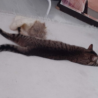 Tekir Kedi, Kedi  arma fotoğrafı