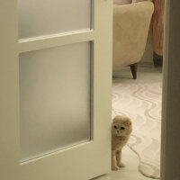 Scottish Fold, Kedi  Leo fotoğrafı