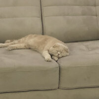 Scottish Fold, Kedi  Leo fotoğrafı