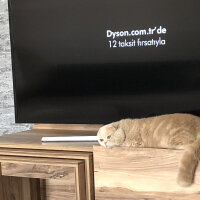 Scottish Fold, Kedi  Leo fotoğrafı