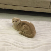 Scottish Fold, Kedi  Leo fotoğrafı