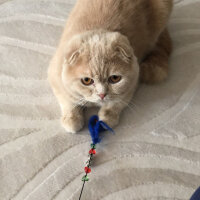 Scottish Fold, Kedi  Leo fotoğrafı