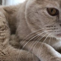 Scottish Fold, Kedi  Leo fotoğrafı