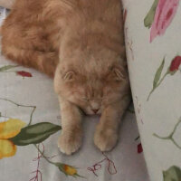 Scottish Fold, Kedi  Leo fotoğrafı