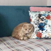 Scottish Fold, Kedi  Leo fotoğrafı