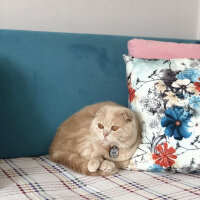 Scottish Fold, Kedi  Leo fotoğrafı