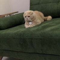 Scottish Fold, Kedi  Leo fotoğrafı