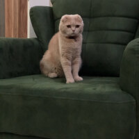 Scottish Fold, Kedi  Leo fotoğrafı