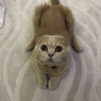 Scottish Fold, Kedi  Leo fotoğrafı