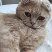 Scottish Fold, Kedi  Leo fotoğrafı