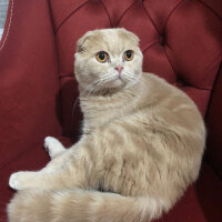 Scottish Fold, Kedi  Leo fotoğrafı