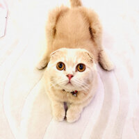 Scottish Fold, Kedi  Leo fotoğrafı