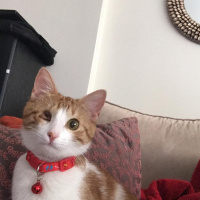 Sarman, Kedi  Pisito fotoğrafı