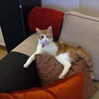 Sarman, Kedi  Pisito fotoğrafı