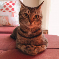 Tekir Kedi, Kedi  Berlin fotoğrafı