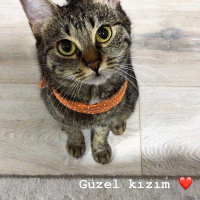 Tekir Kedi, Kedi  Berlin fotoğrafı