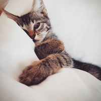 Tekir Kedi, Kedi  Berlin fotoğrafı