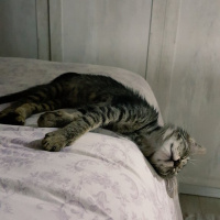 Tekir Kedi, Kedi  Berlin fotoğrafı