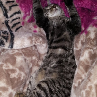 Tekir Kedi, Kedi  Berlin fotoğrafı