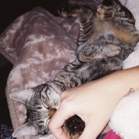 Tekir Kedi, Kedi  Berlin fotoğrafı